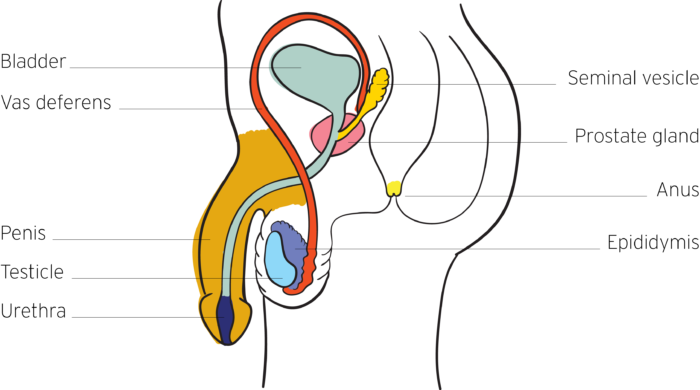 A cross section of the penis including the bladder, vas deferens, penis, testicles, urethra, seminal vesicle, prostate gland, anus and epididymis.